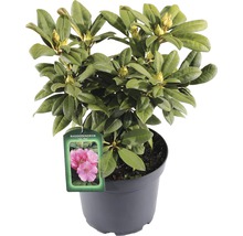 Rhododendron in pot met plantenlabel
