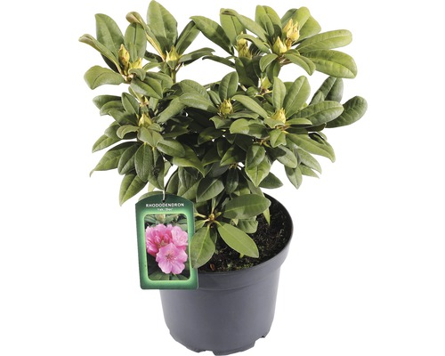 FLORASELF® Rhododendron Yakushimanum 'Doc' Ø21 cm roze