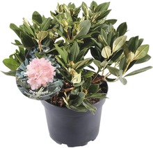 FLORASELF® Rhododendron Yakushimanum 'Dreamland' Ø21 cm roze