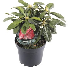 Rhododendron ''Fantastica'' in pot