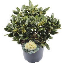 FLORASELF® Rhododendron Yakushimanum 'Flava' Ø21 cm lichtgeel/wit