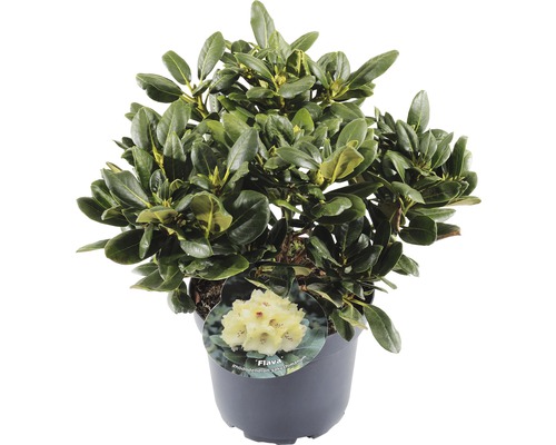 FLORASELF® Rhododendron Yakushimanum 'Flava' Ø21 cm lichtgeel/wit