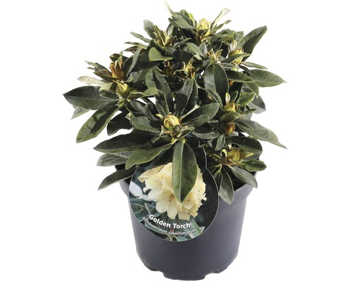 FLORASELF® Rhododendron Yakushimanum 'Golden Torch' Ø21 cm lichtgeel