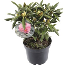 Rhododendron ''Kalinka'' in pot