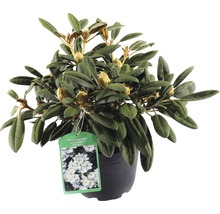 Rhododendron in pot met bloemknoppen