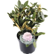 Rhododendron in een pot