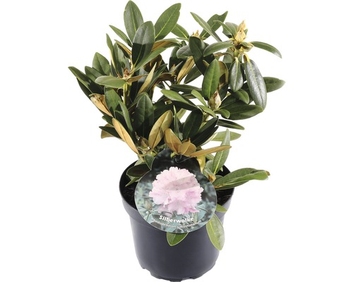 FLORASELF® Rhododendron Yakushimanum 'Silberwolke' Ø21 cm roze/wit