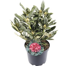 Rhododendron in pot met de soortnaam Sneezy