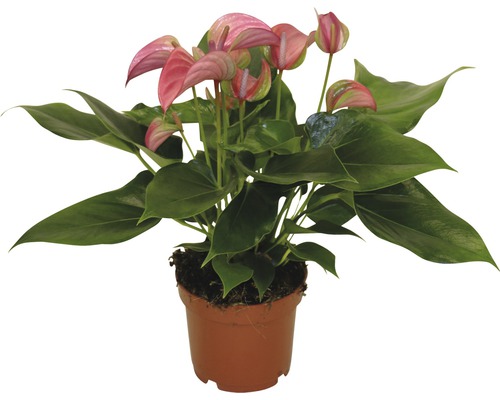 Flamingoplant FloraSelf Anthurium andreanum H 35-40 cm Ø 12 cm pot