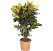 Croton plant in pot