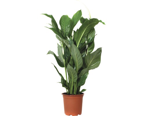 FLORASELF Spathiphyllum Sweet Silvio potmaat Ø 17 cm H 70-80 cm FLORASELF Spathiphyllum Sweet Silvio potmaat Ø 17 cm H 70-80 cm