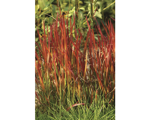 FLORASELF® Japans Bloedgras Imperata cylindrica 'Red Baron' potmaat Ø 19 cm Rood siergras in de tuinborder