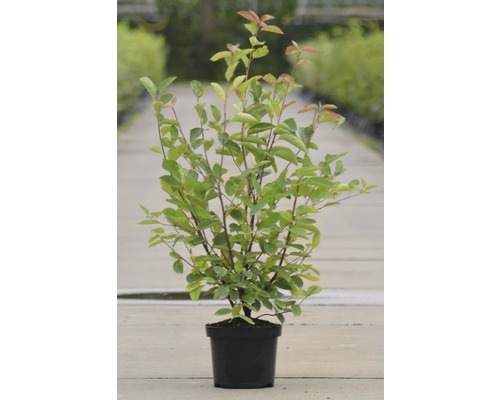 FLORASELF Krentenboompje Amelanchier lamarckii potmaat Ø 21 cm H 50-60 cm Japanse sierkwee in een pot