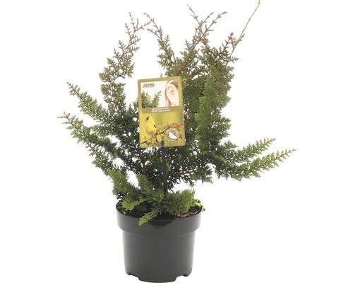 FLORASELF® Hinokicipres Chamaecyparis Obtusa Teddy Bear potgrootte Ø 17 cm Pot-schijncipres in pot