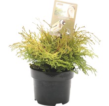 Chamaecyparis obtusa Nana Gracilis dwergschelpcipres in een pot