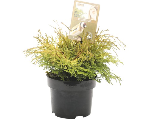 FLORASELF® Hinokicipres Chamaecyparis Obtusa Kamarachiba potgrootte Ø 17 cm Chamaecyparis obtusa Nana Gracilis dwergschelpcipres in een pot