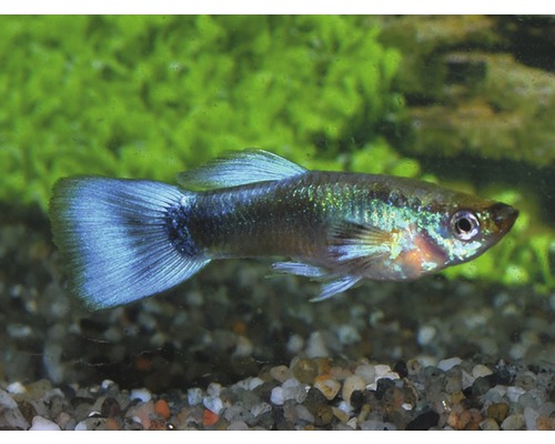 Blue neon online guppy