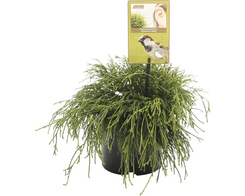 FLORASELF® Japanse cipres Chamaecyparis Pisifera Sungold potgrootte Ø 17 cm Chamaecyparis pisifera ''Sungold'' in een pot