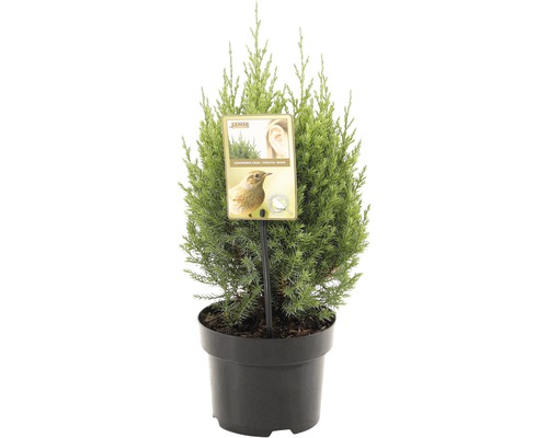 FLORASELF® Jeneverbes Juniperus Chinensis Stricta potgrootte Ø 17 cm