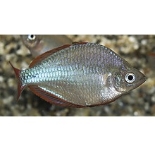 Regenboogvis in aquarium