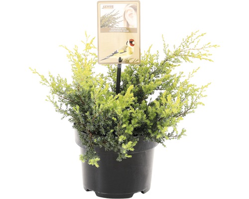 FLORASELF® Jeneverbes Juniperus Communis Goldschatz potgrootte Ø 17 cm