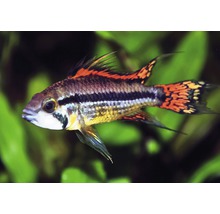 Apistogramma soort in aquarium met planten
