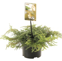 Kruipende jeneverbes ''Green Carpet'' in pot