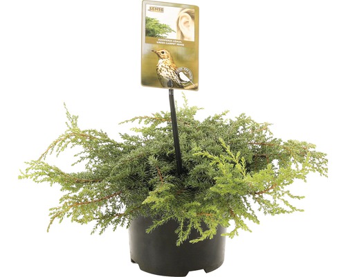 FLORASELF® Jeneverbes Juniperus Communis Green Carpet potgrootte Ø 17 cm