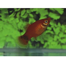 Platy Mickey rood M