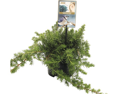 FLORASELF® Jeneverbes Juniperus Conferta Blue Pacific potgrootte Ø 17 cm