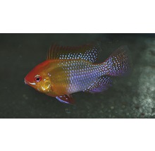 Blauwe antennebaars in aquarium