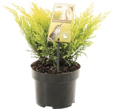 Juniperus horizontalis ''Limeglow'' jeneverbes in pot