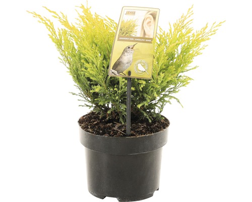 FLORASELF® Jeneverbes Juniperus Horizaontalis Lime Glow potgrootte Ø 17 cm