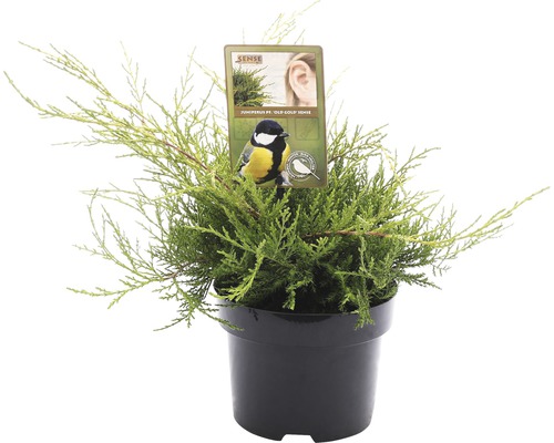 FLORASELF® Jeneverbes Juniperus Media Pfitzeriana Old Gold potgrootte Ø 17 cm Jeneverbes Old Gold haag in pot