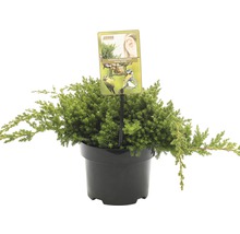 Kruipende jeneverbes in pot