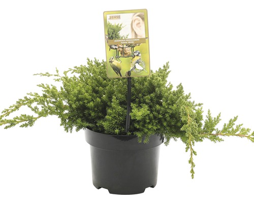 FLORASELF® Jeneverbes Juniperus Procumbens Nana potgrootte Ø 17 cm