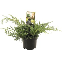 Jeneverbes Blue Carpet in pot