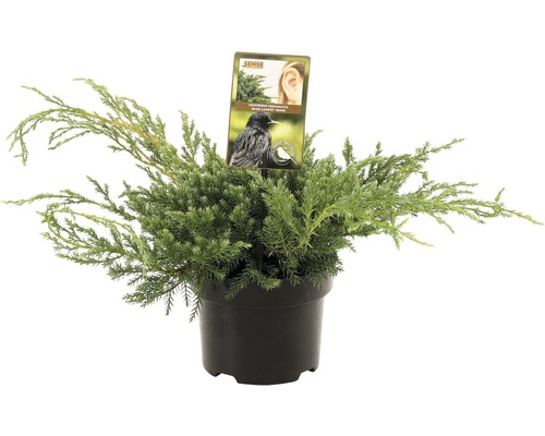 FLORASELF® Jeneverbes Juniperus Squamata Bleu Carpet potgrootte Ø 17 cm