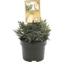 FLORASELF® Jeneverbes Juniperus Squamata Blue Star potgrootte Ø 17 cm