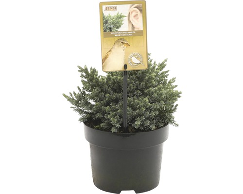 FLORASELF® Jeneverbes Juniperus Squamata Blue Star potgrootte Ø 17 cm