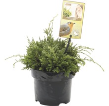 Jeneverbesplant in pot