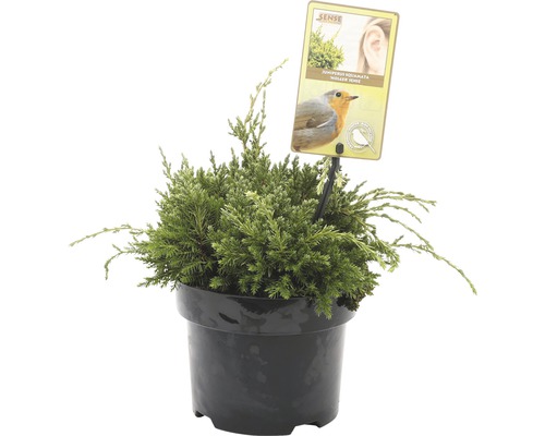 FLORASELF® Jeneverbes Juniperus Squamata Holger potgrootte Ø 17 cm