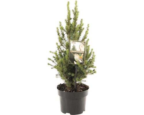FLORASELF® Dwergspar Picea Glauca Conica potgrootte Ø 17 cm