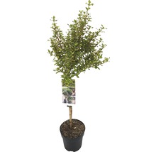 FLORASELF® Rotsheide Pieris Japonica Valley Valentine potgrootte Ø 23 cm rood