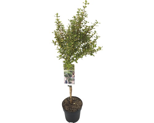 FLORASELF® Rotsheide Pieris Japonica Valley Valentine potgrootte Ø 23 cm rood