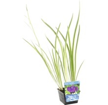 FLORASELF® Water iris Iris kaempferi 'Variegata' lila potmaat Ø 18 cm