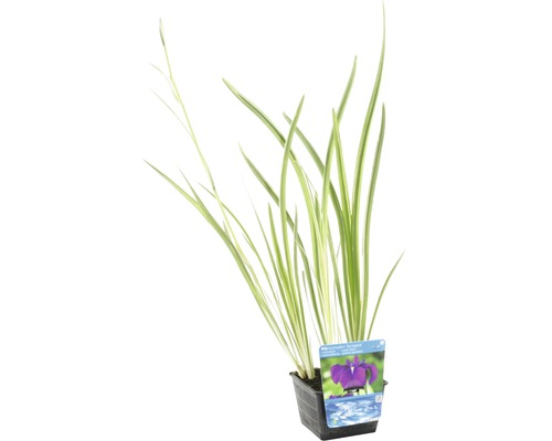 Japanse iris in pot