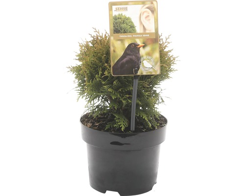 FLORASELF® Westerse levensboom Thuja Occidentalis Danica potgrootte Ø 17 cm Levensboom Thuja occidentalis Danica Sense in pot