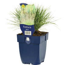 Festuca Glauca siergras in pot