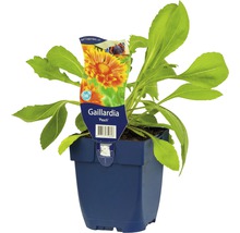 Gaillardia plant in een pot
